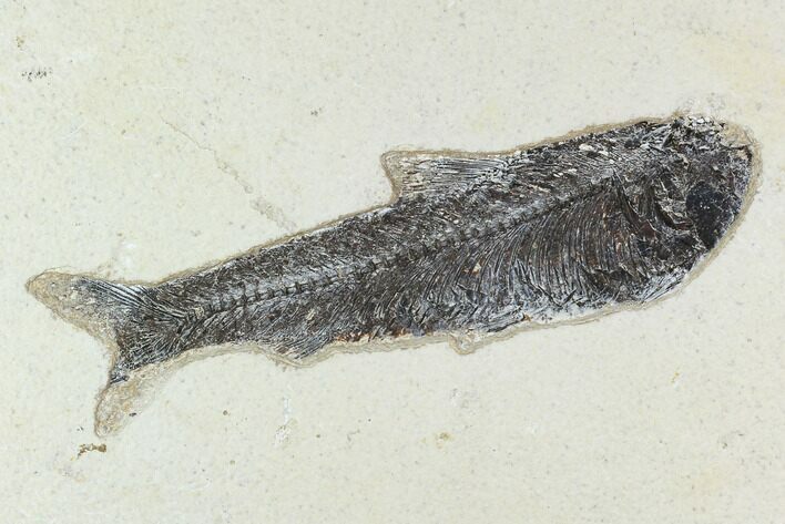 Fossil Fish (Knightia) - Green River Formation #129754